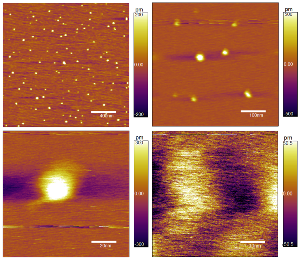 AFM image of tumbleweed attached to mica