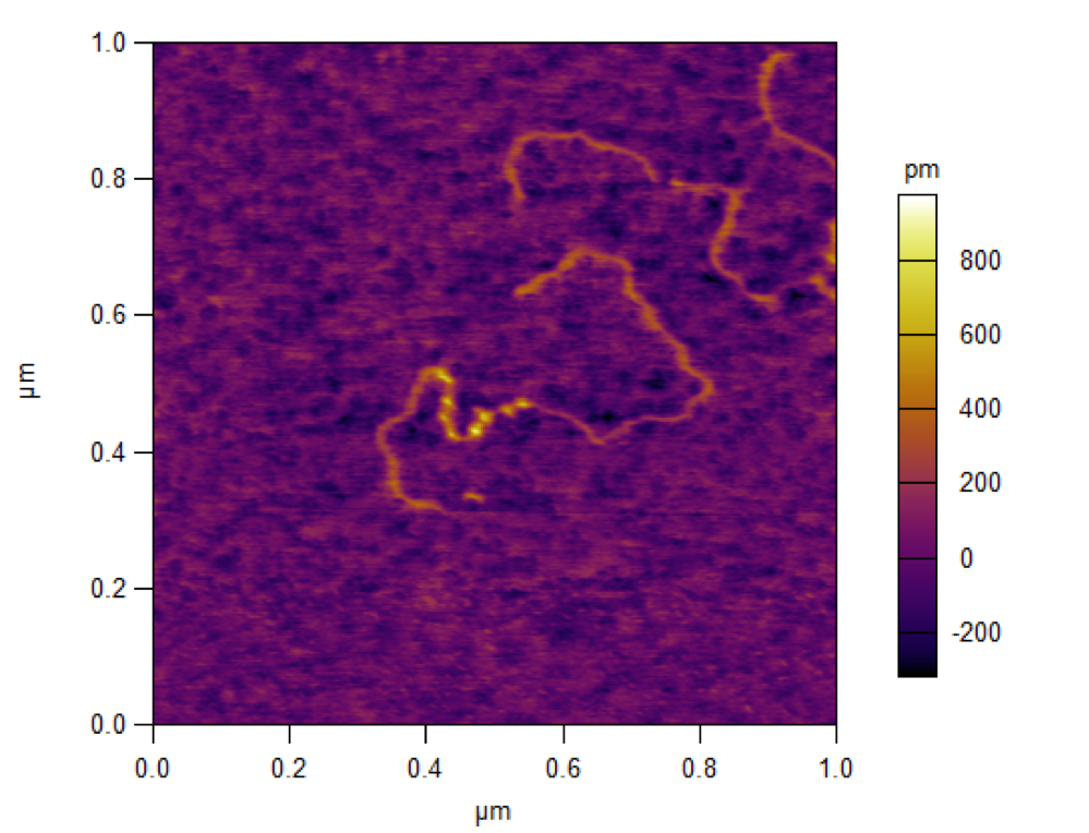 AFM image of tumbleweed attached to a DNS track
